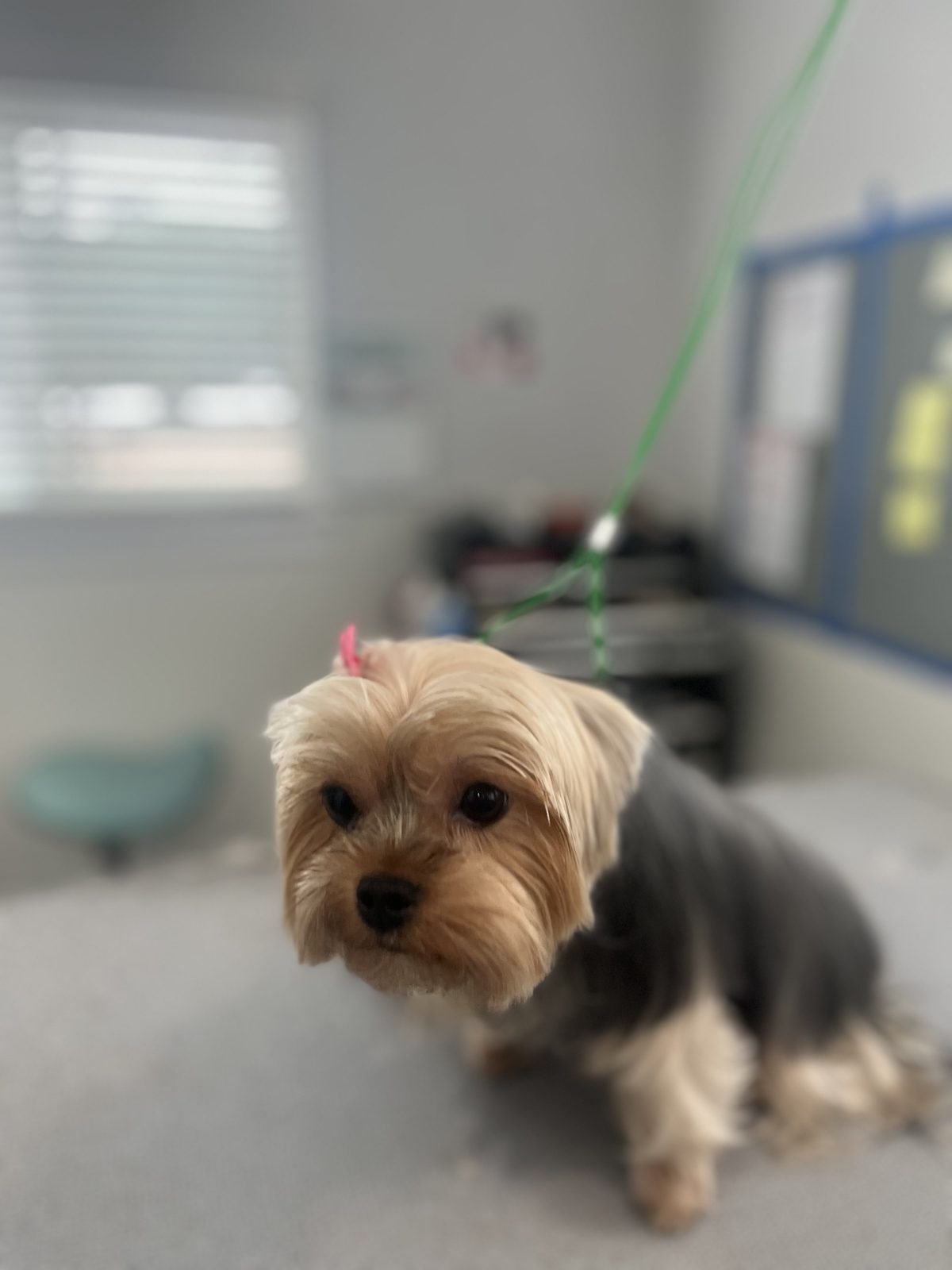 Yorkie_Grooming_Memoriall