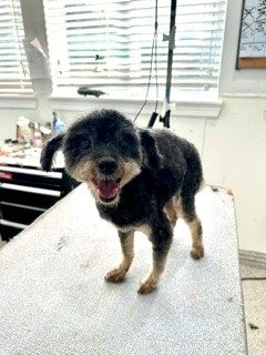 Yorkie_Mix_Grooming_Memorial