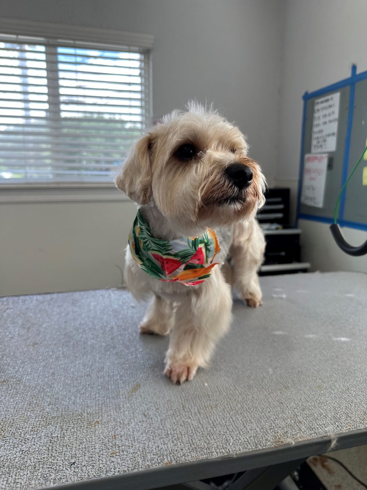Yorkie_Mix_Groomng_Memorial