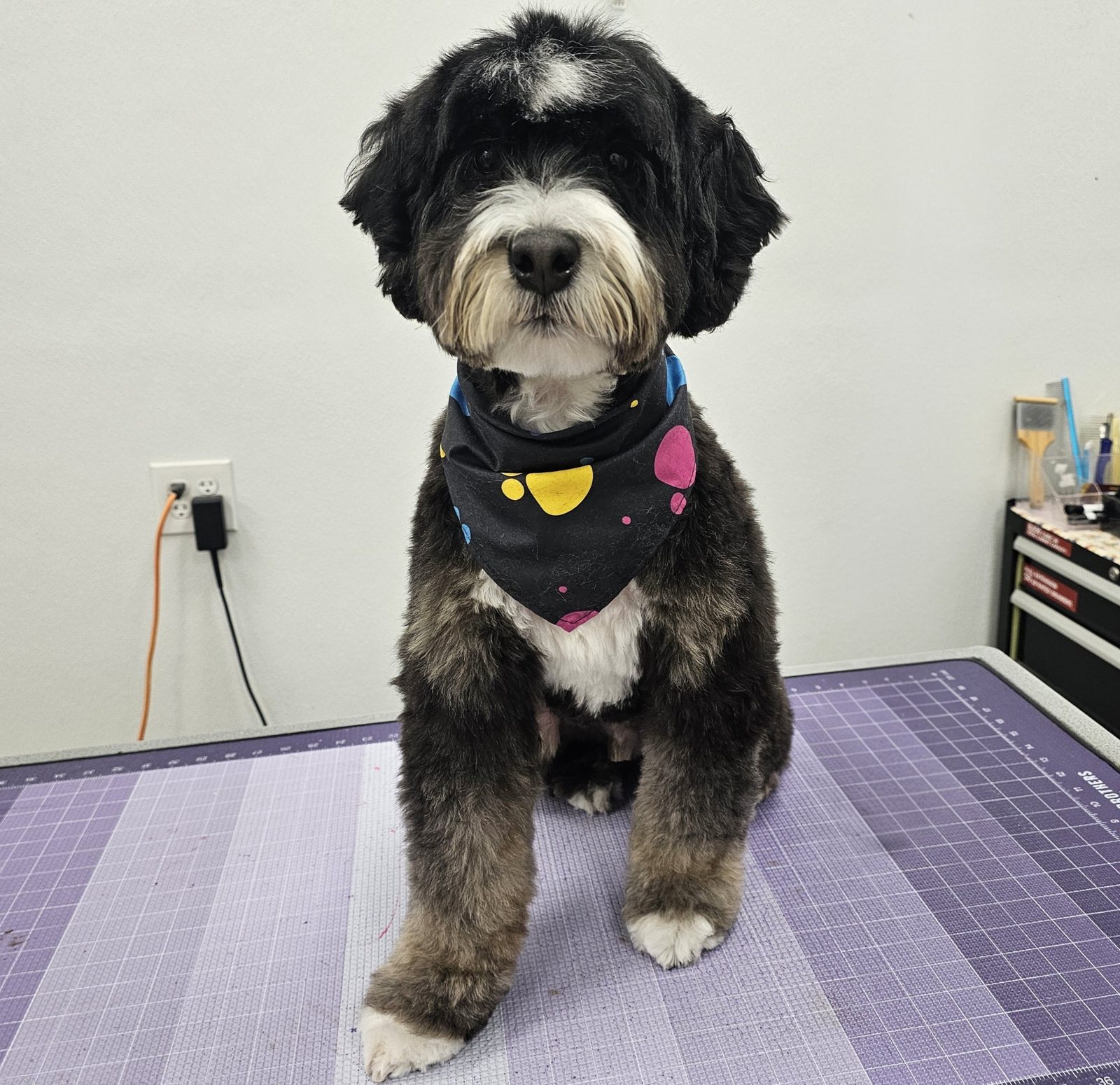 Bernadoodle_Grooming_Pearland 1