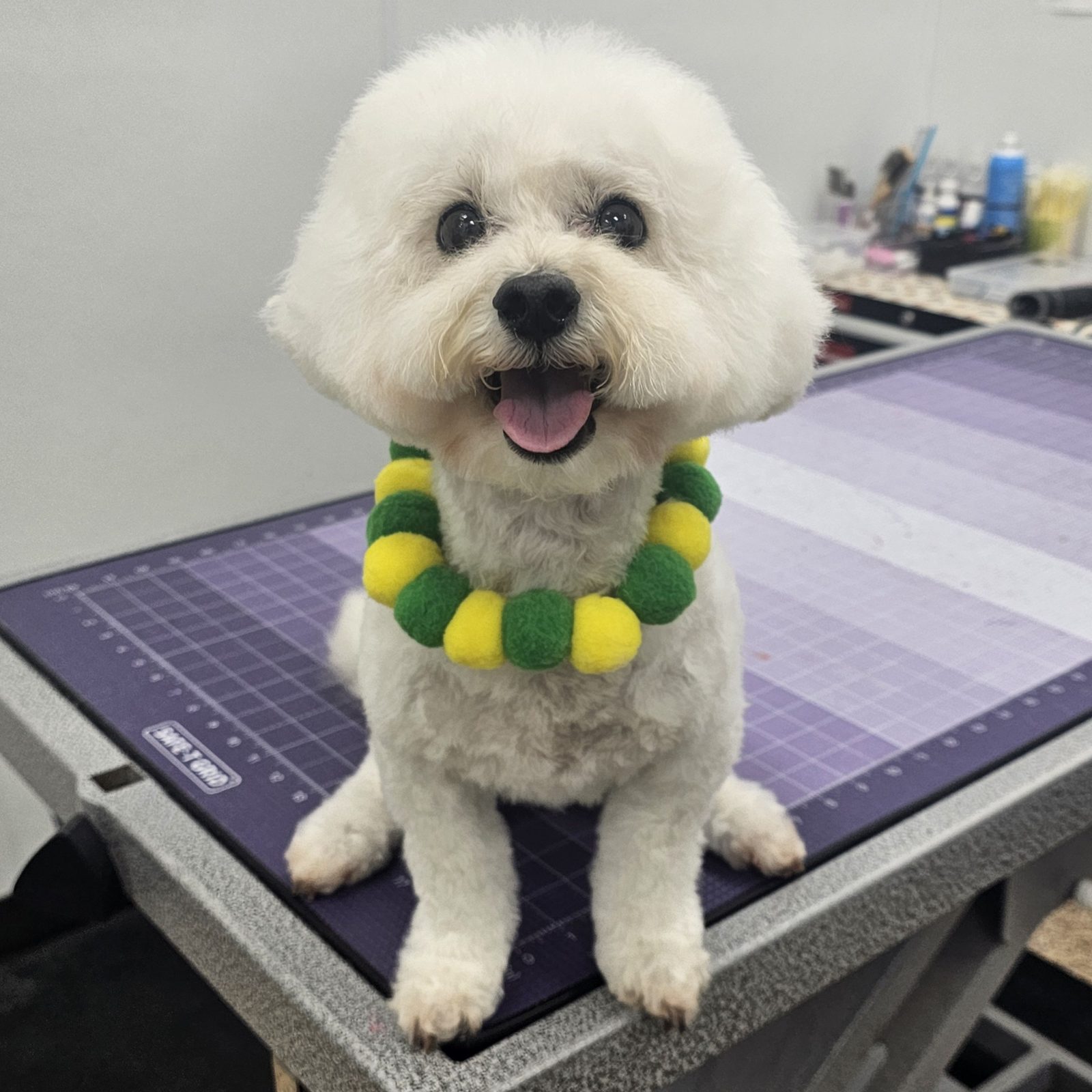 Bichon_Grooming_Pearland 1