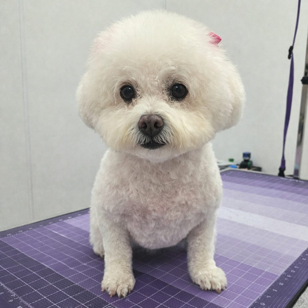 Bichon_Grooming_Pearland