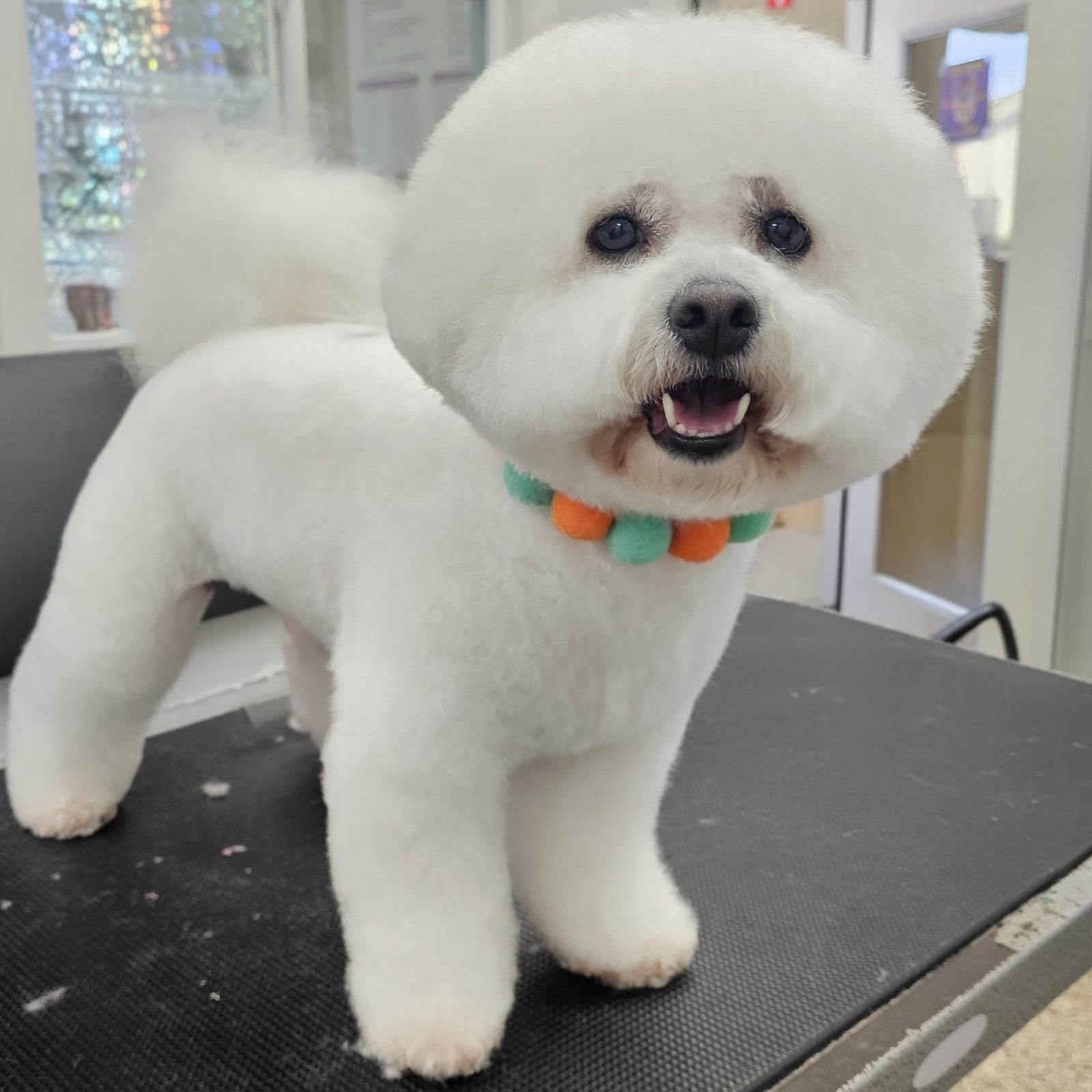 Bichon_Grooming_Pearland1