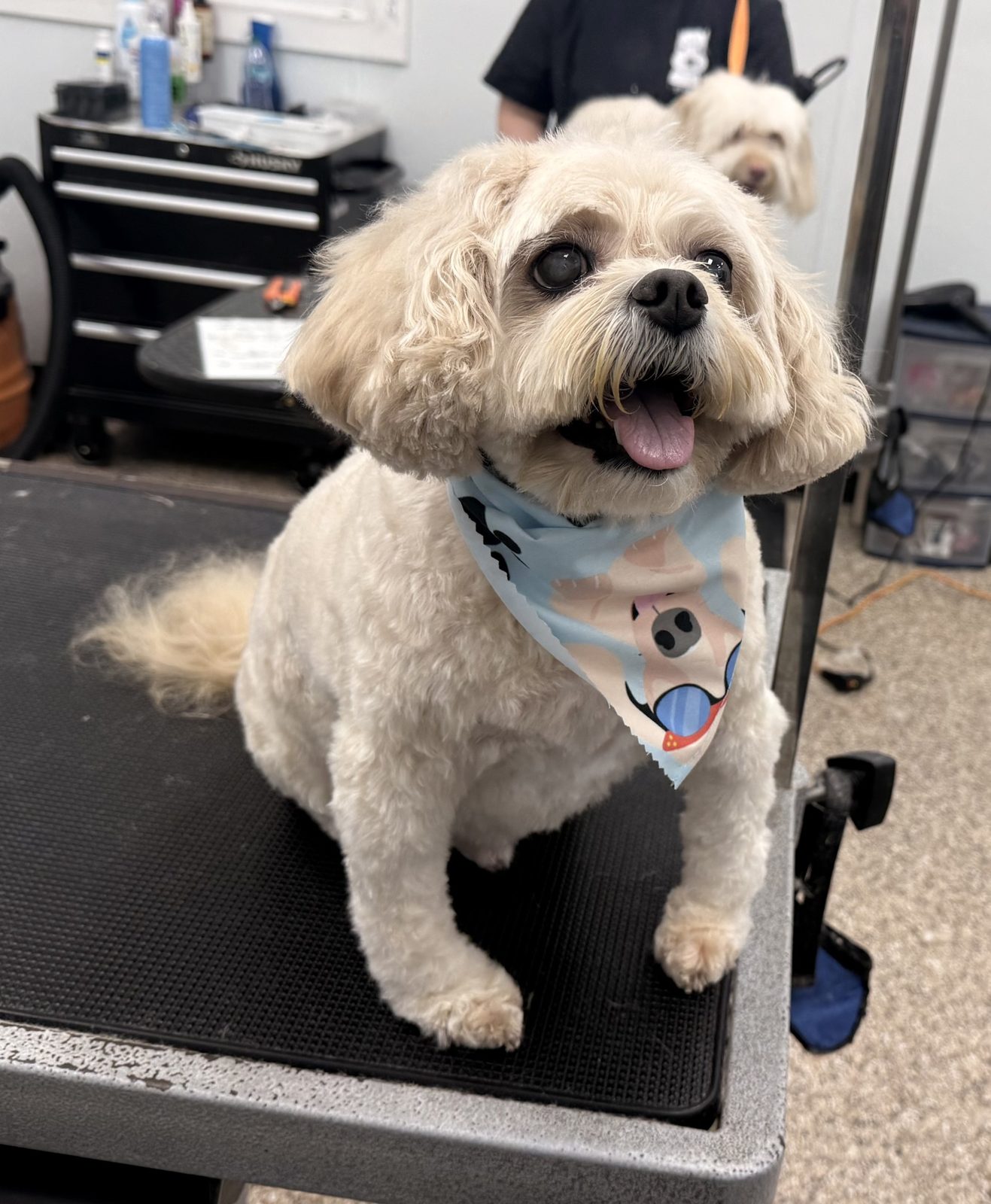 Cavachon_Grooming_Pearland