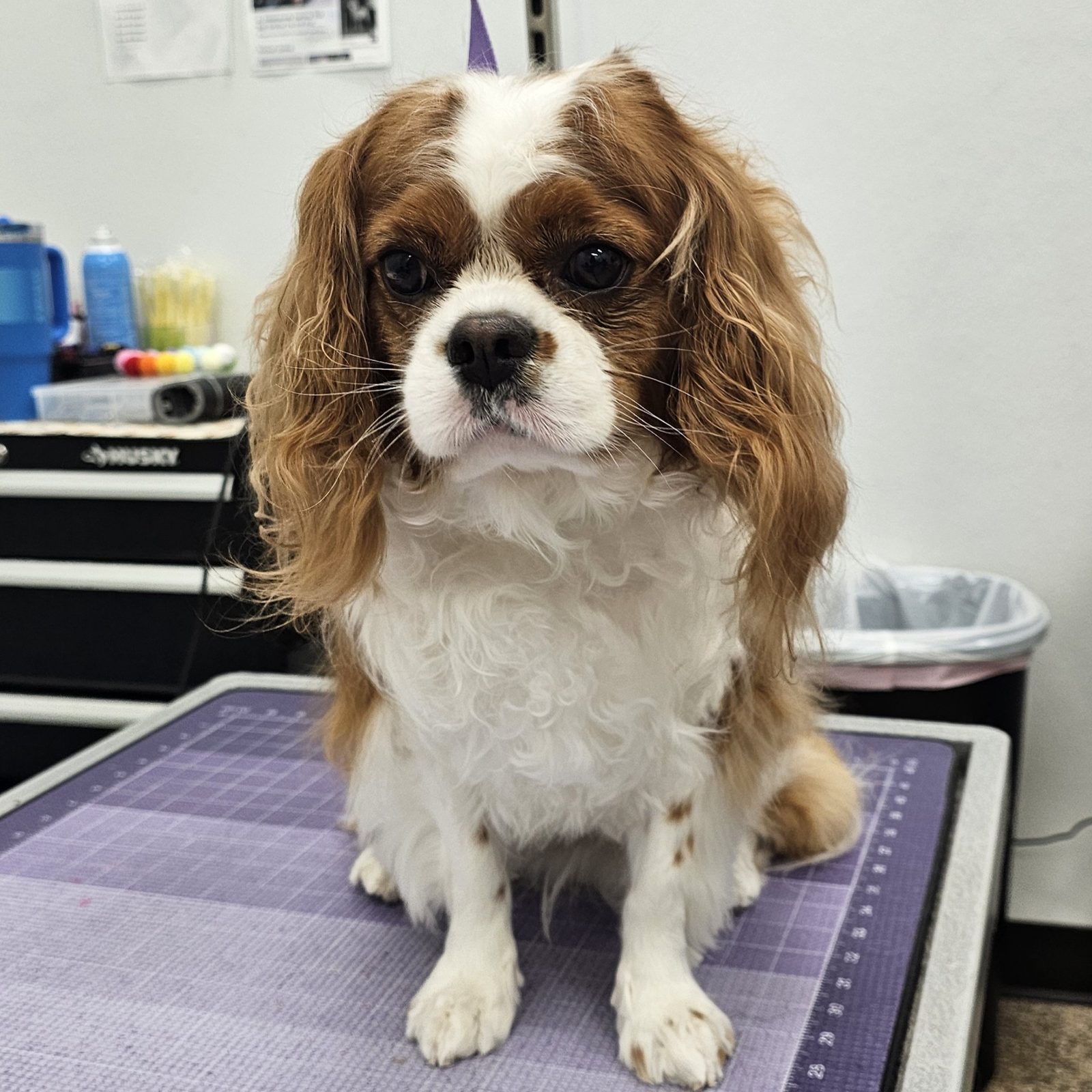 Cavalier King Charles_Grooming_Pearland