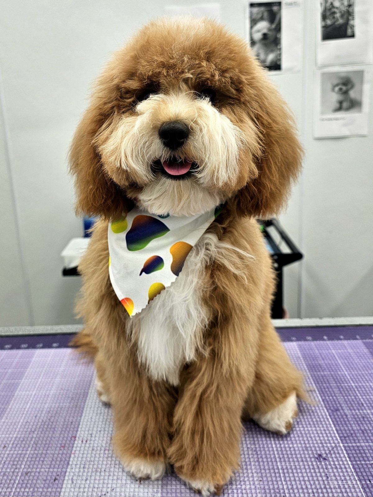 Cavapoo_Grooming_Pearland 2