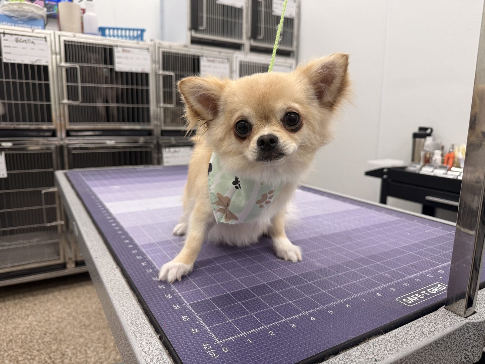 Chihuahua_Grooming_Pearland