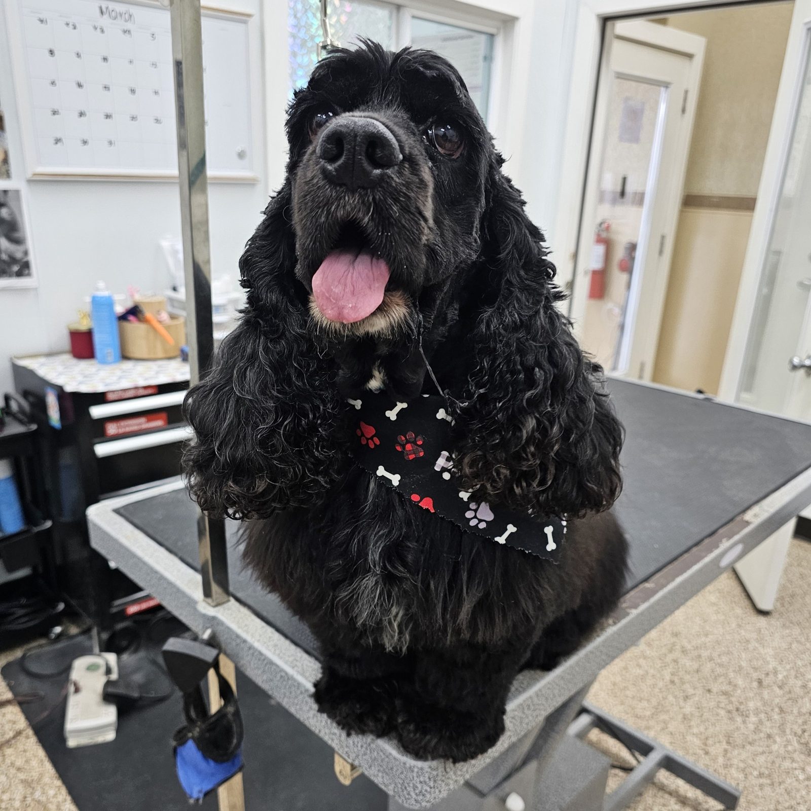 Cocker_Spaniel_Grooming_Pearland