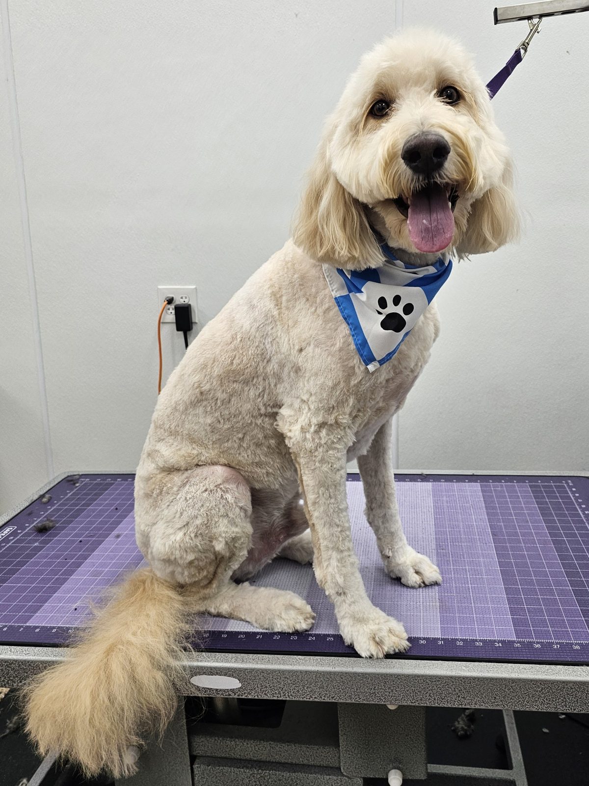 Doodle_Grooming_Pearland 1 1