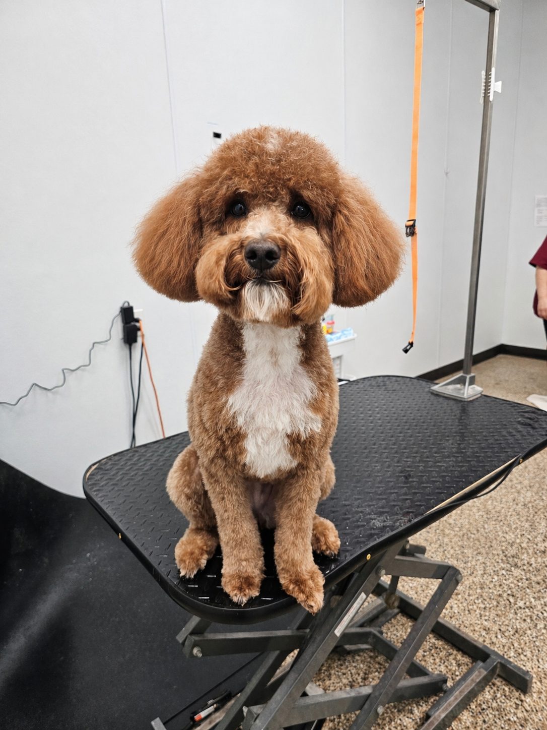 Golden_Doodle_Grooming_Pearland 3