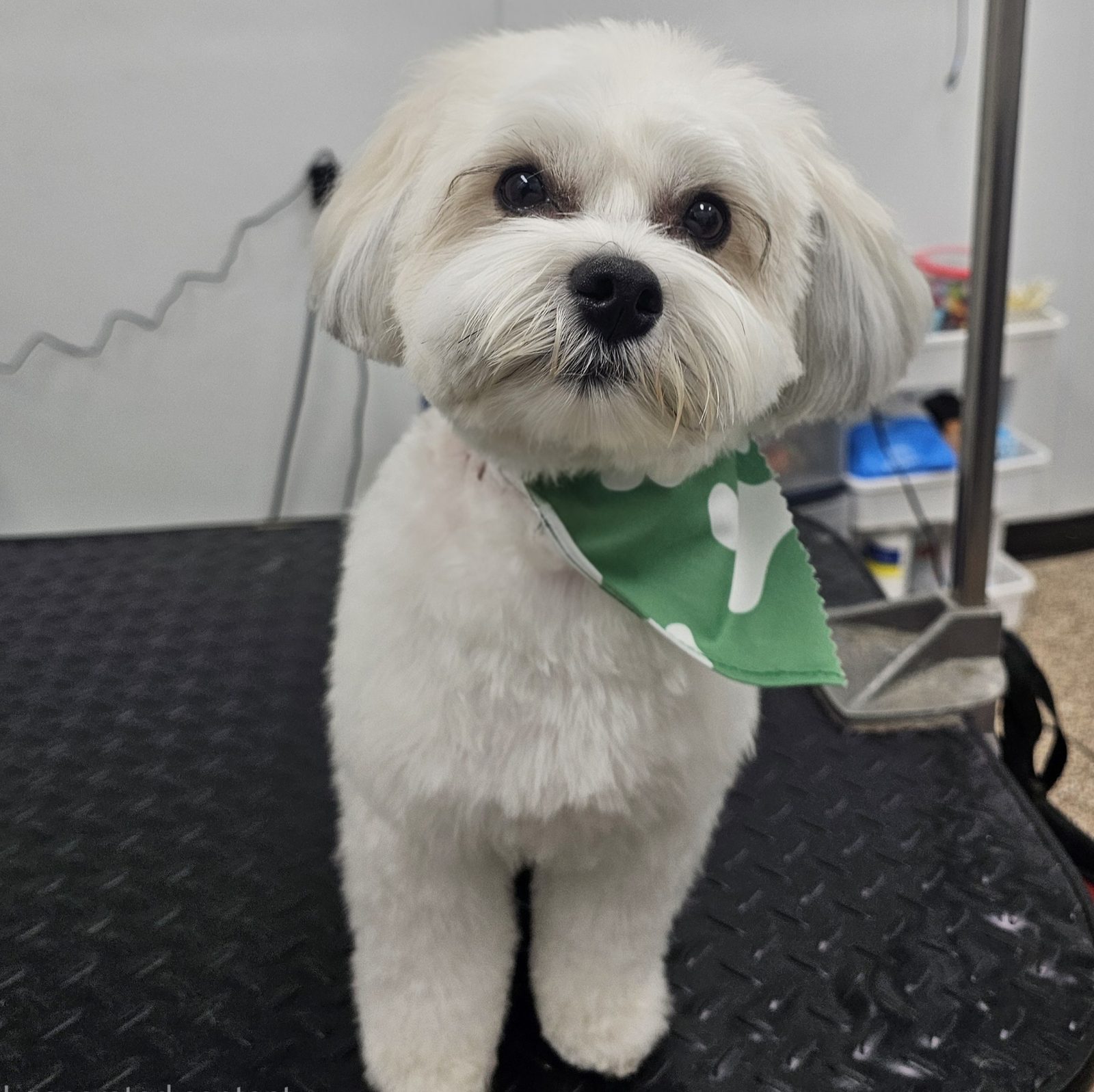 Havachon_Grooming_Pearland
