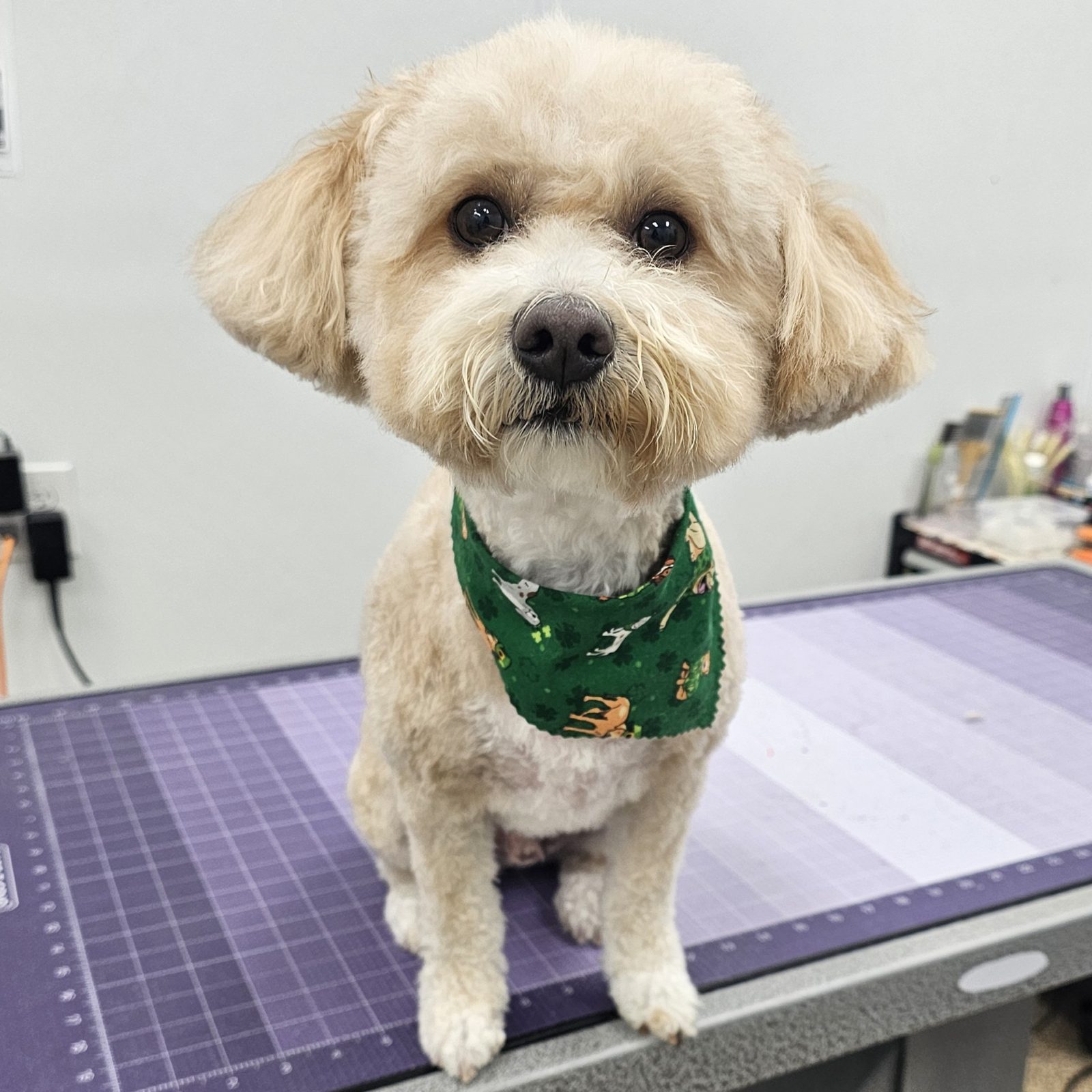 Maltipoo_Dog_Grooming_Pearland
