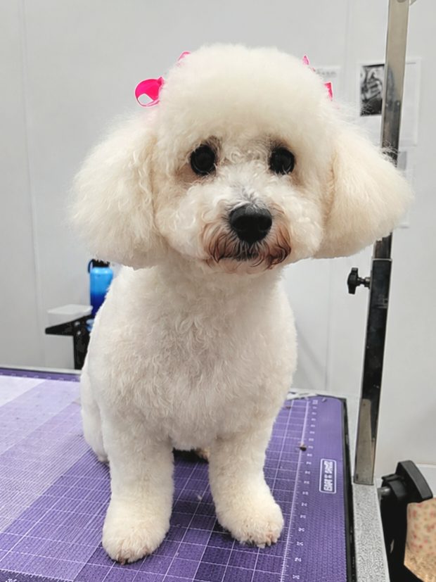 Maltipoo_Grooming_Pearland 1