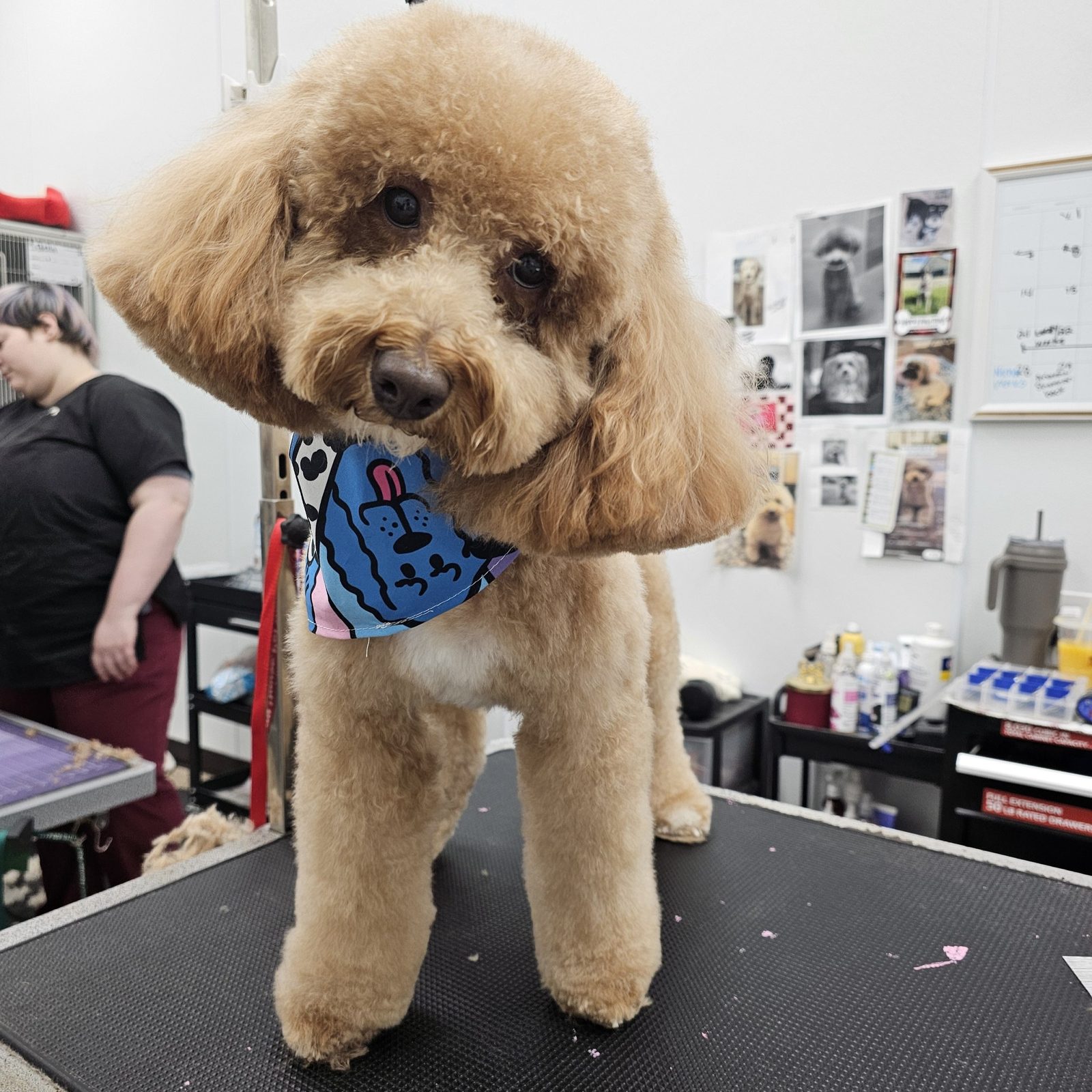 Maltipoo_Grooming_Pearland 2 1