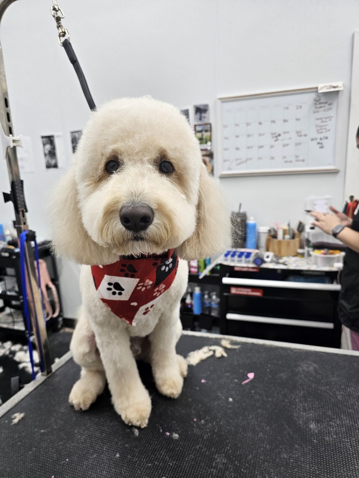 Maltipoo_Grooming_Pearland 2
