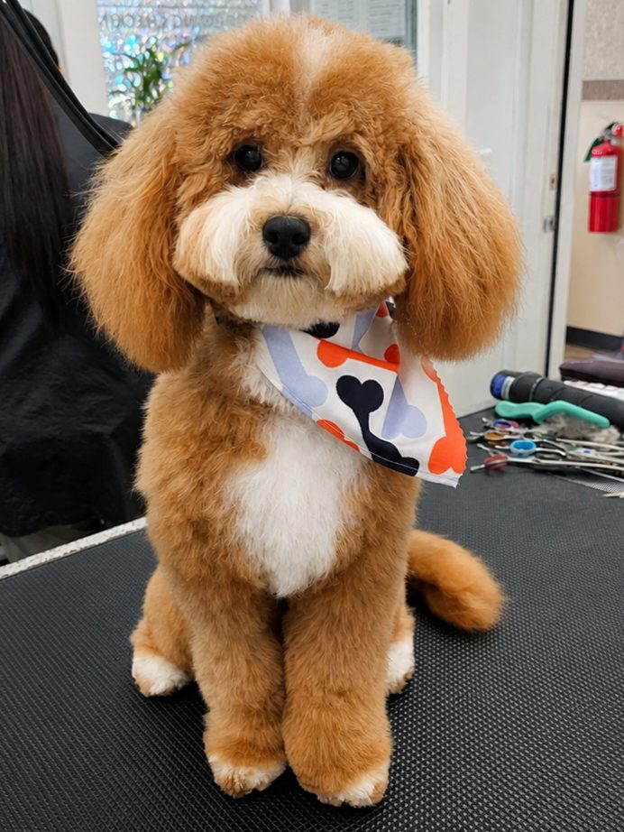 Maltipoo_Grooming_Pearland 3