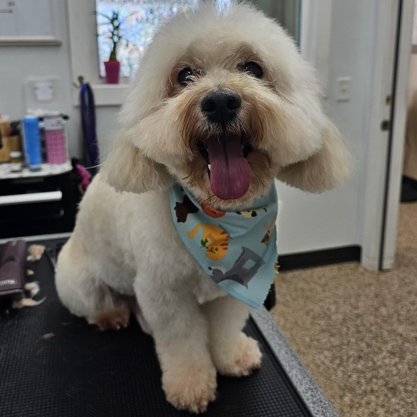 Maltipoo_Grooming_Pearland 4