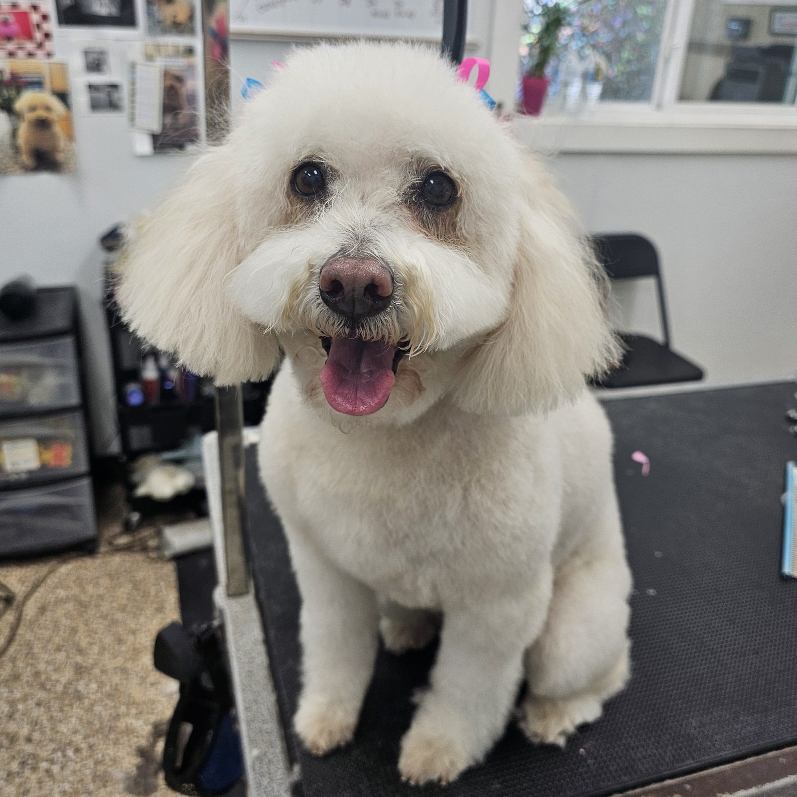 Maltipoo_Grooming_Pearland