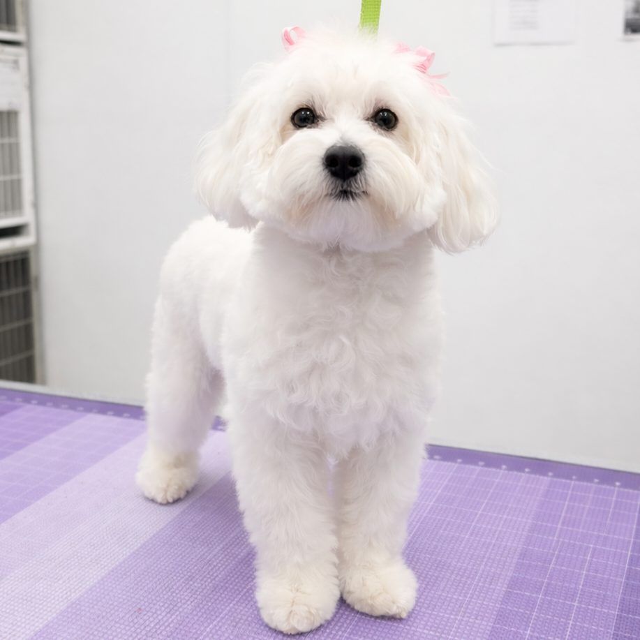 Maltipoo_Grooming_Pearland