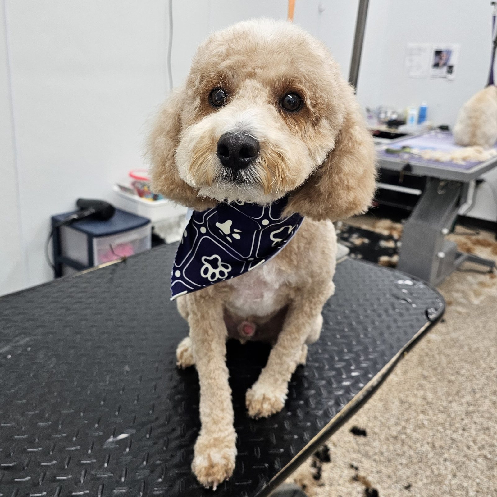 Mini Doodle_Grooming_Pearland 1