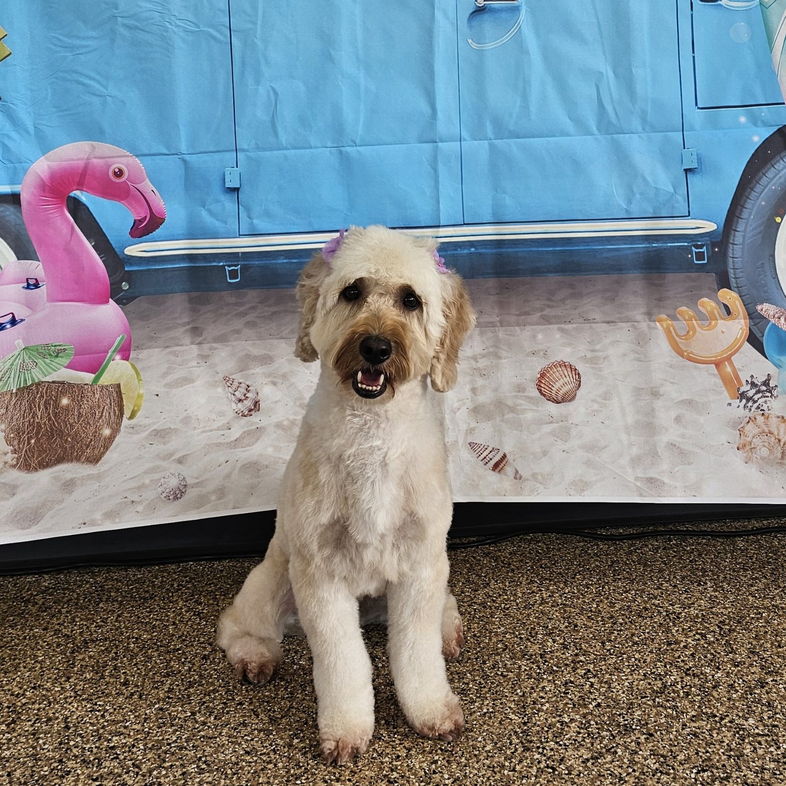Mini Doodle_Grooming_Pearland 3