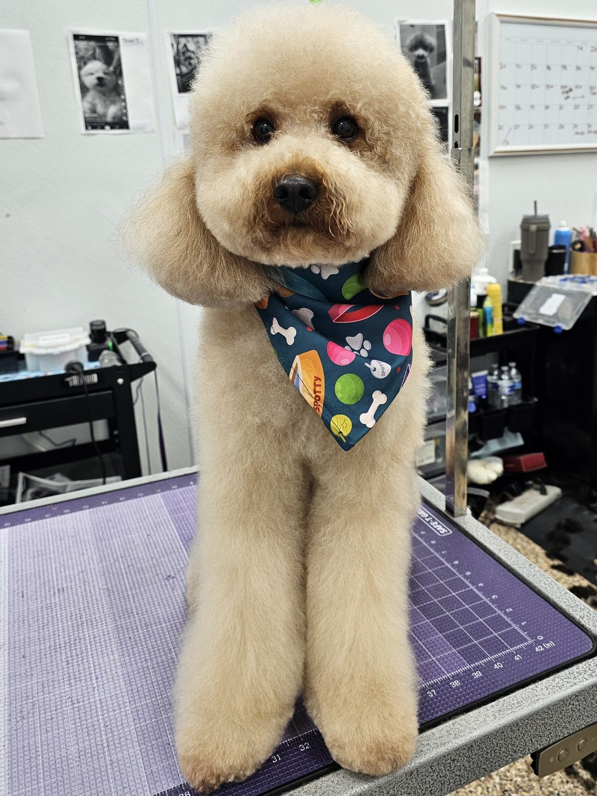 Mini Golden Doodle_Grooming_Pearland