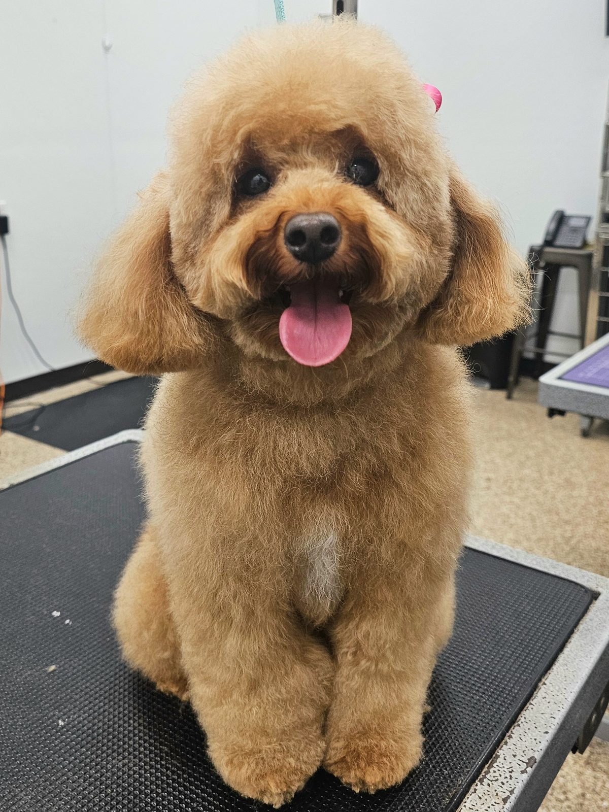 Mini Poodle_Grooming_Pearland