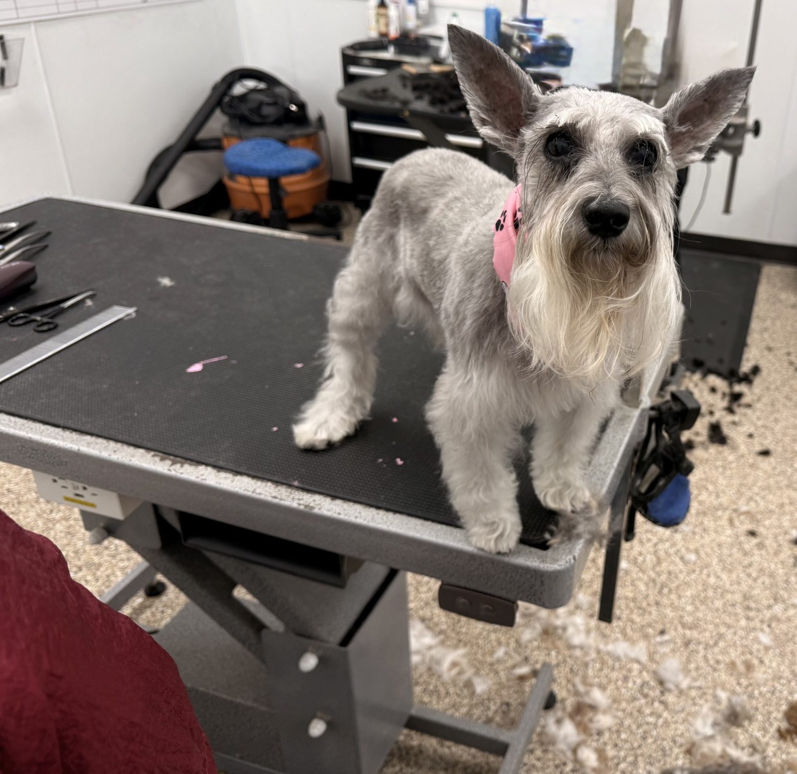 Mini_Schnauzer_Grooming_Pearland