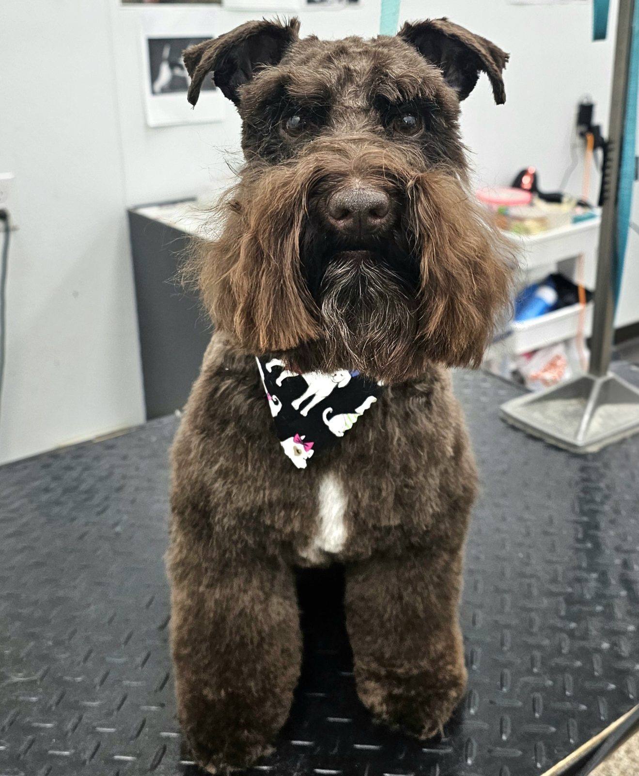 Miniature_Schnauzer_Grooming_Pearland