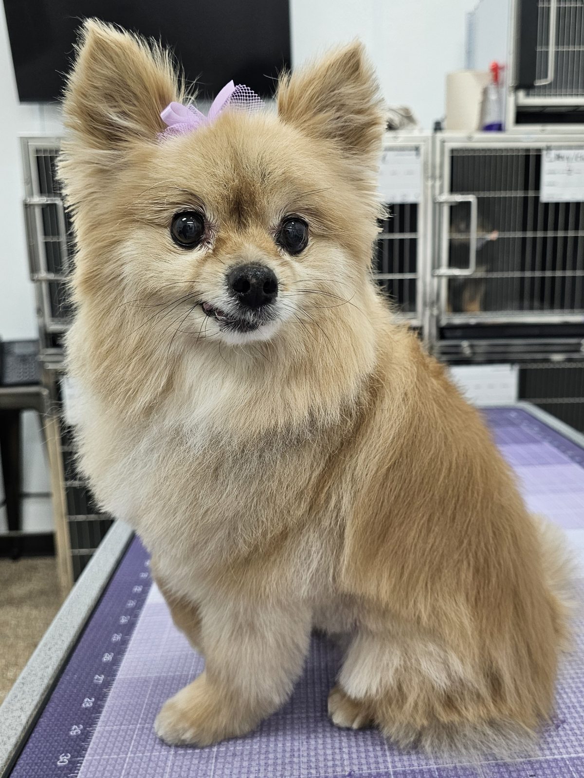 Pomeranian_Grooming_Pearland 1