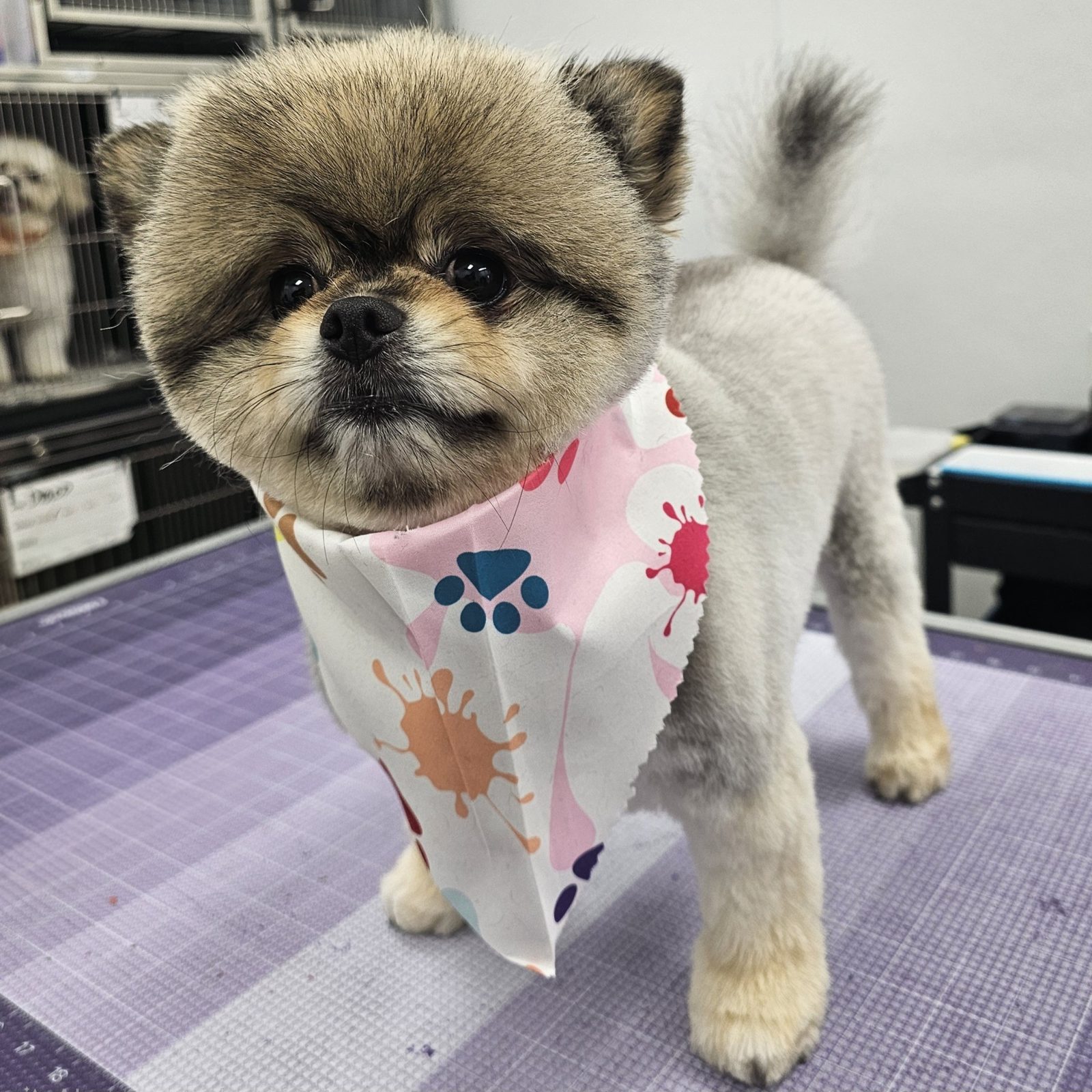 Pomeranian_Grooming_Pearland 3