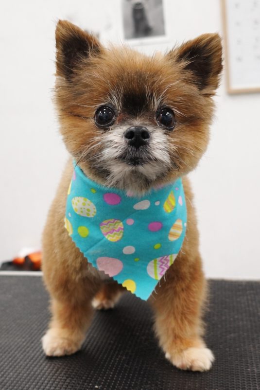 Pomeranian_Grooming_Pearland