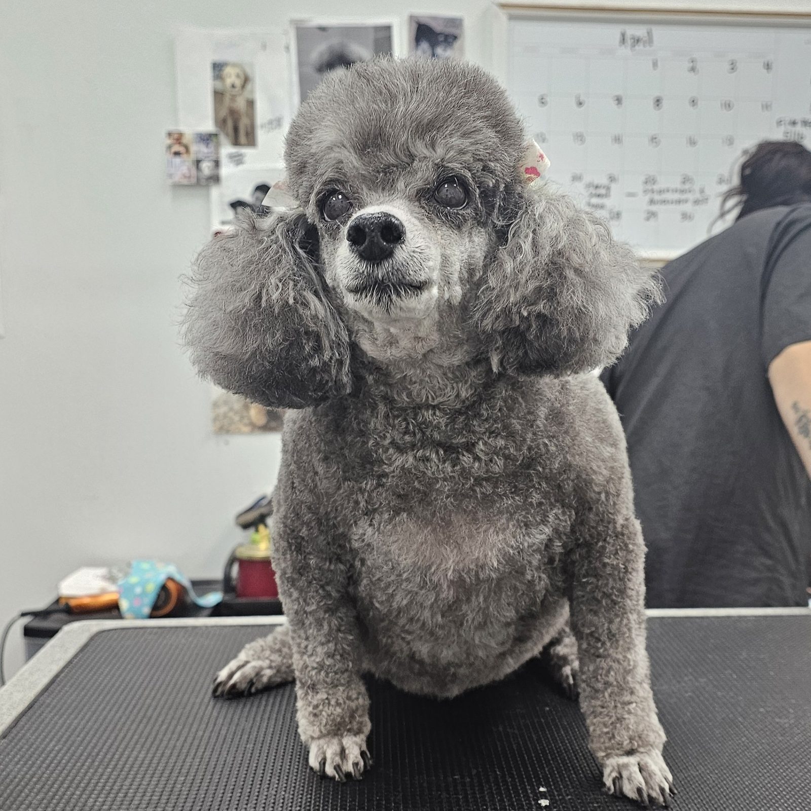 Poodle_Grooming_Pearland 3