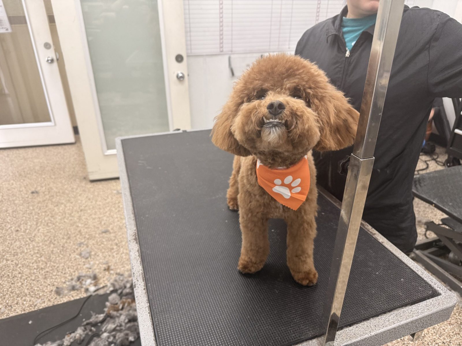 Poox_Grooming_Pearland 1