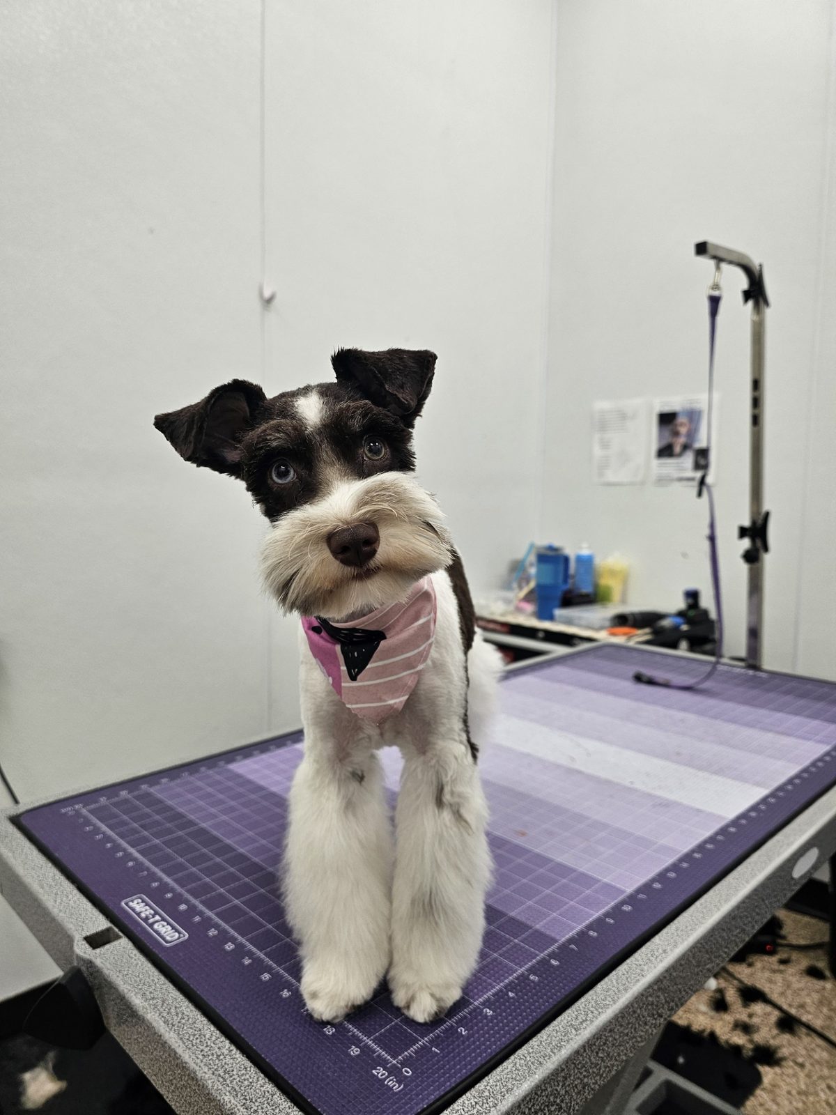 Schnauzer_Grooming_Pearland 1