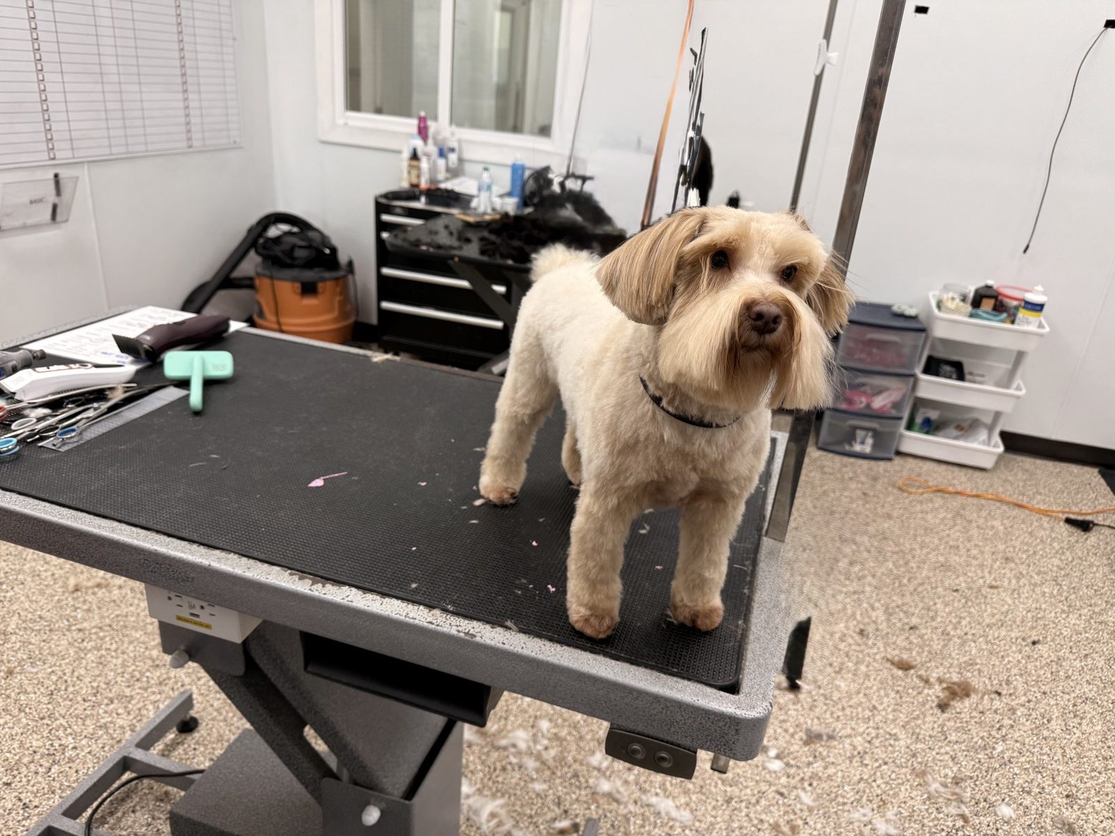 Schnauzer_Grooming_Pearland 2