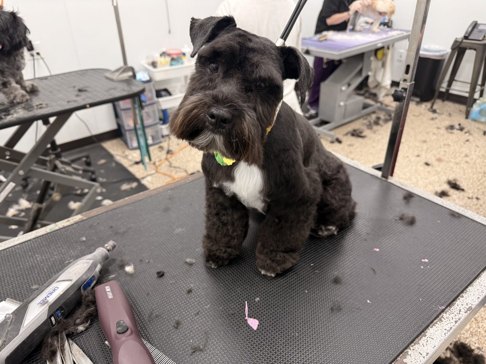 Schnauzer_Grooming_Pearland