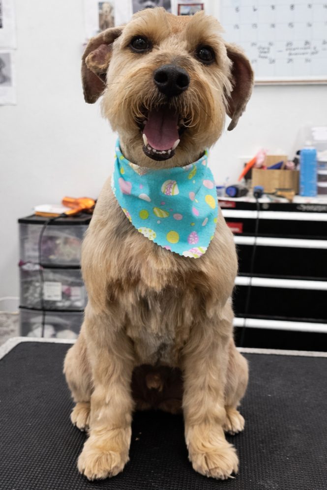 Schnauzer_Grooming_Pearland