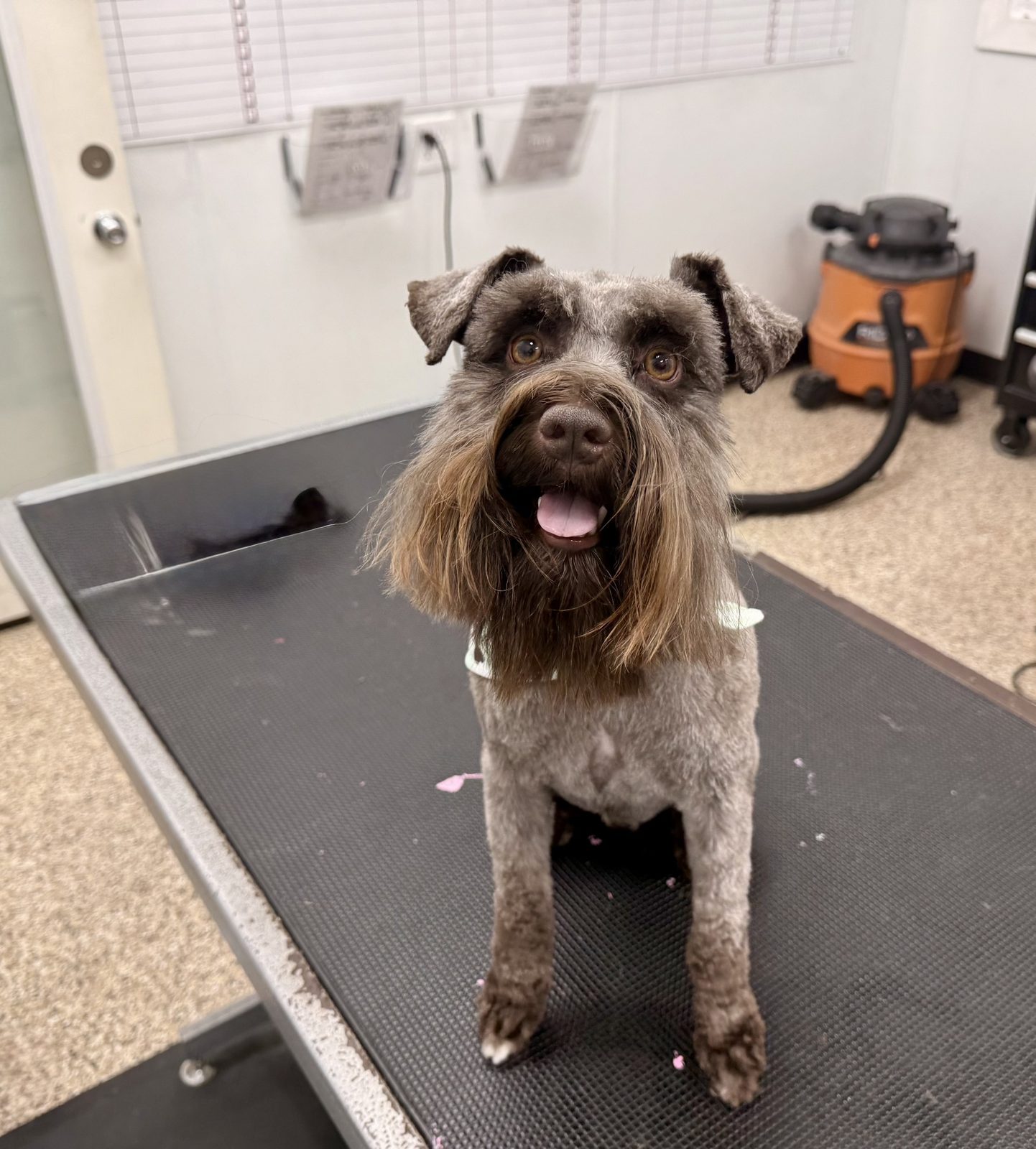 Schnauzer_Mini_Grooming_Pearland