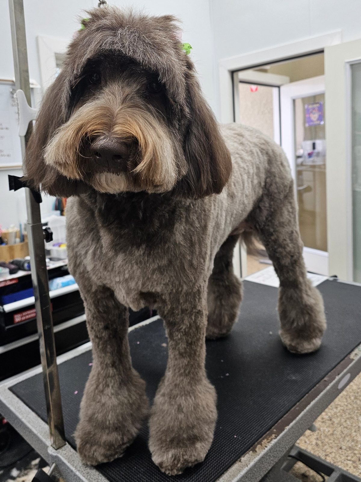 Sheepadoodle_Grooming_Pearland