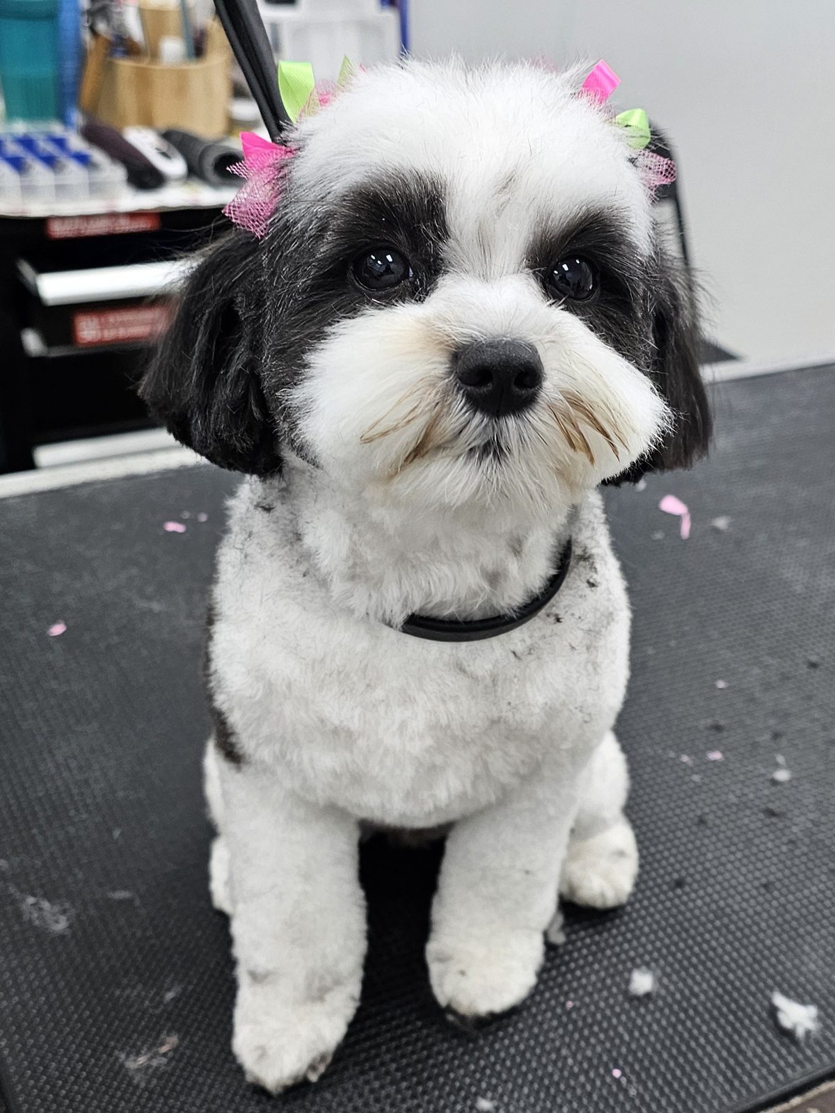 Shih Tzu _Grooming_Pearland