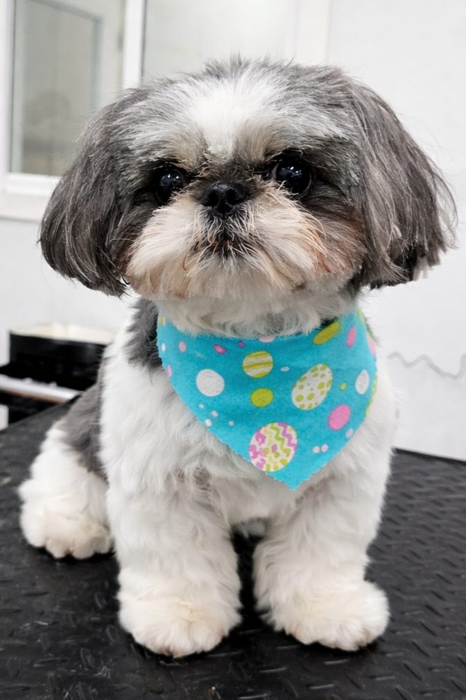 Shih Tzu_Grooming_Pearland 1