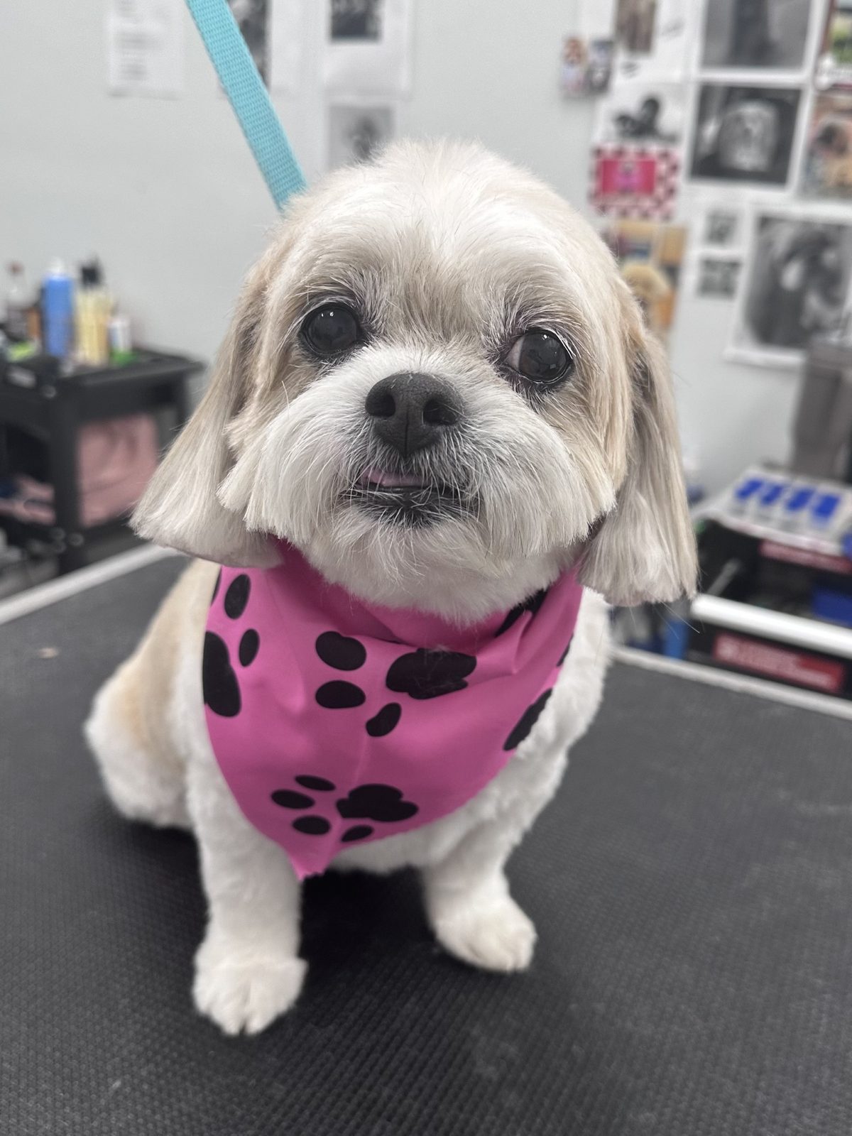Shih Tzu_Grooming_Pearland 2