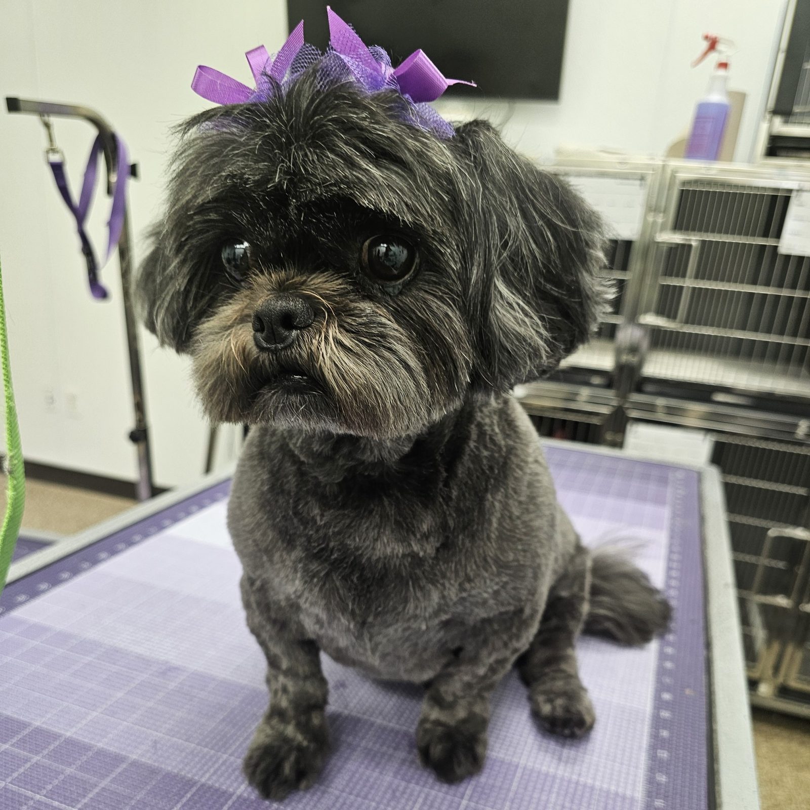 Shih Tzu_Grooming_Pearland 4