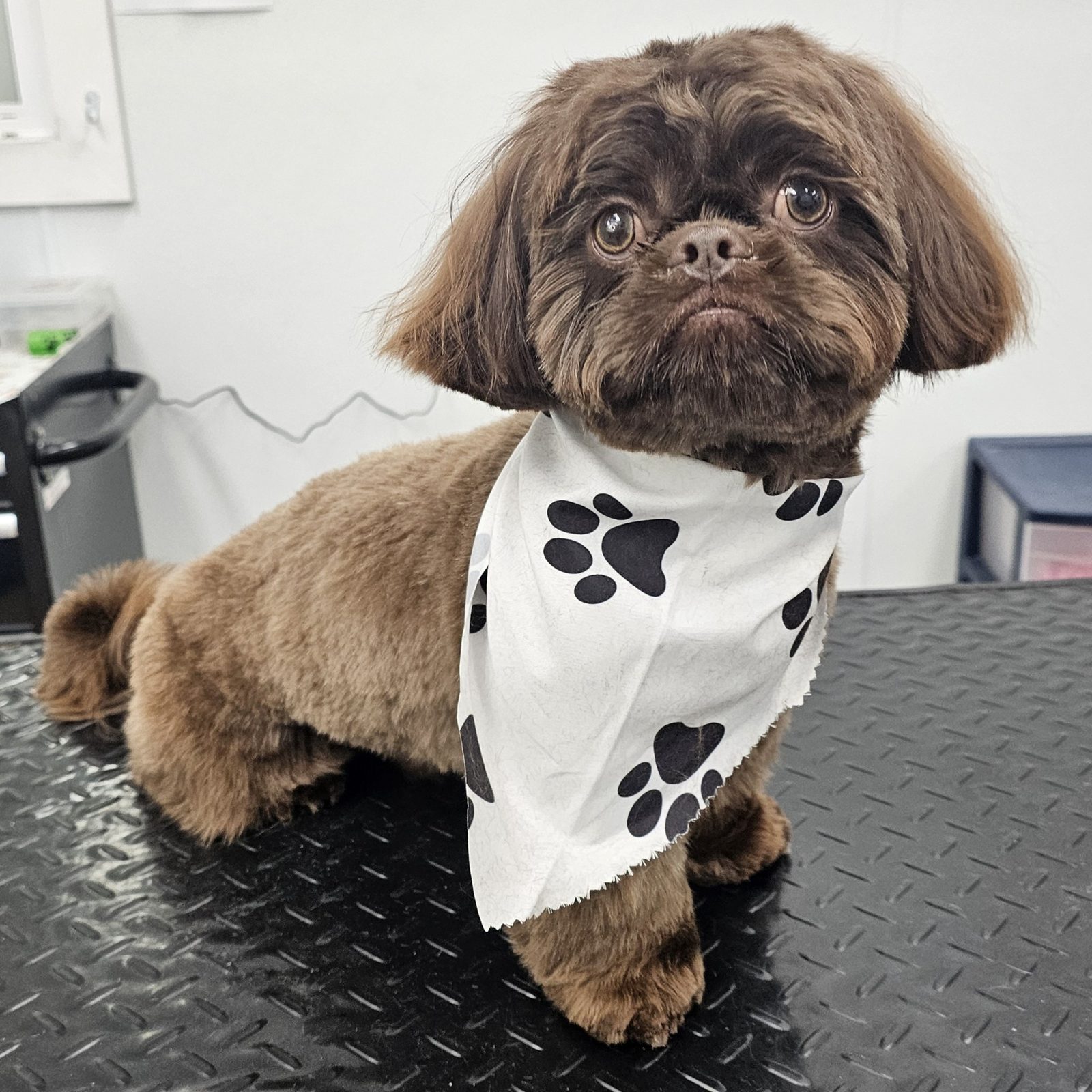 Shih Tzu_Grooming_Pearland 5