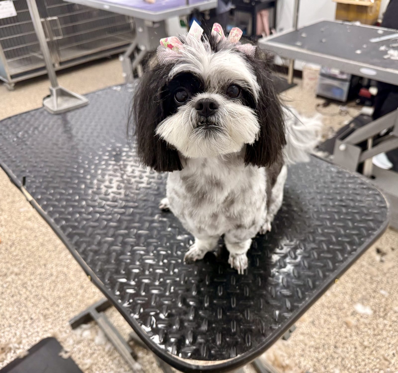 Shihtzu_Grooming_Pearland