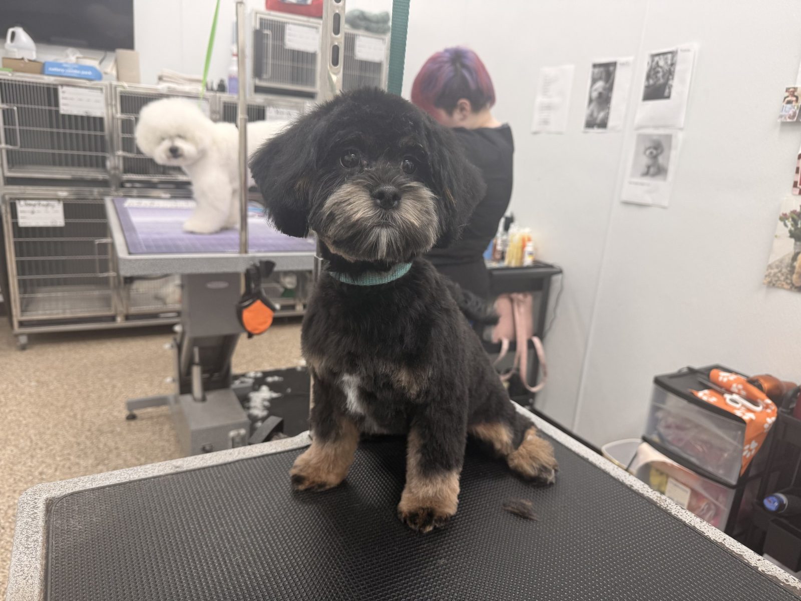 Shihtzu_Mix_Grooming_Pearland