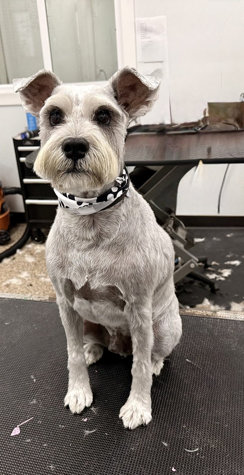 Silver_Schnauzer_Grooming_Pearland
