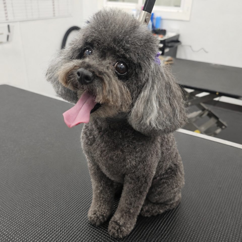 Toy Poodle_Grooming_Pearland 1 1