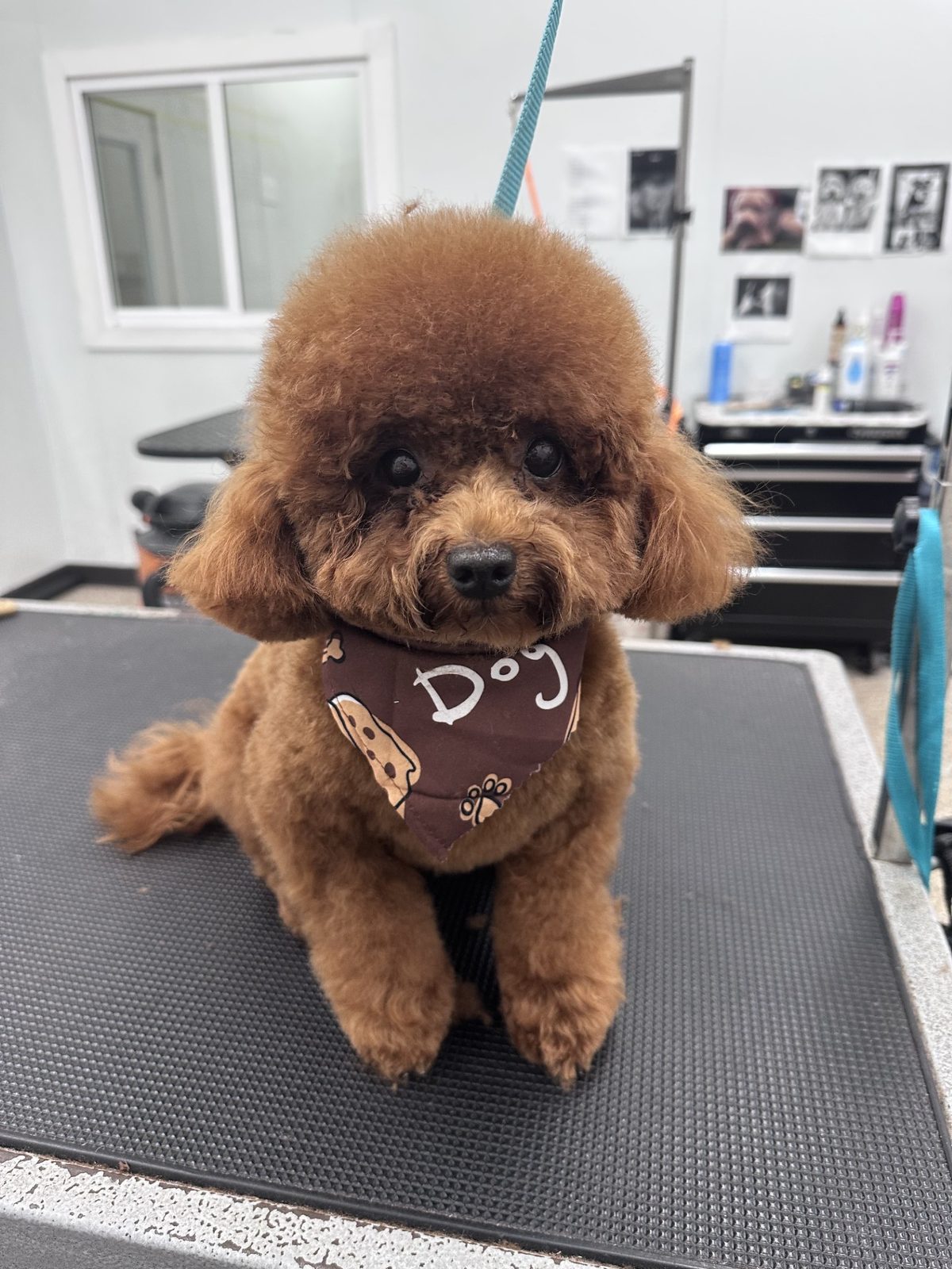 Toy Poodle_Grooming_Pearland